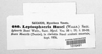 Leptosphaeria rusci image